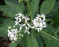 verbisina virginica 2.jpg